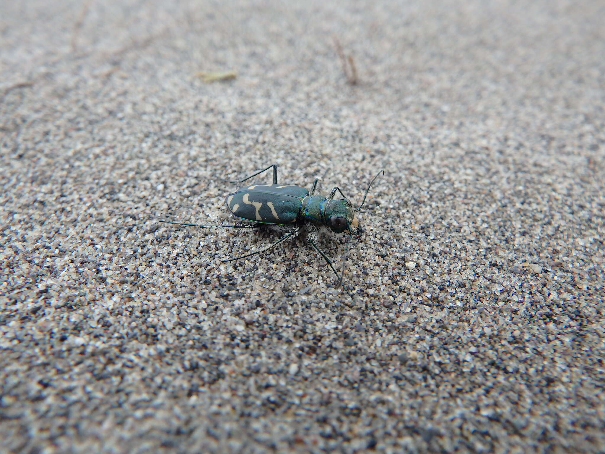 Image of Oblique tiger beetle