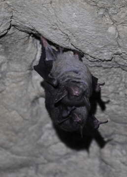 Image of Indiana Bat