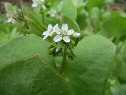 Image of Indian lettuce