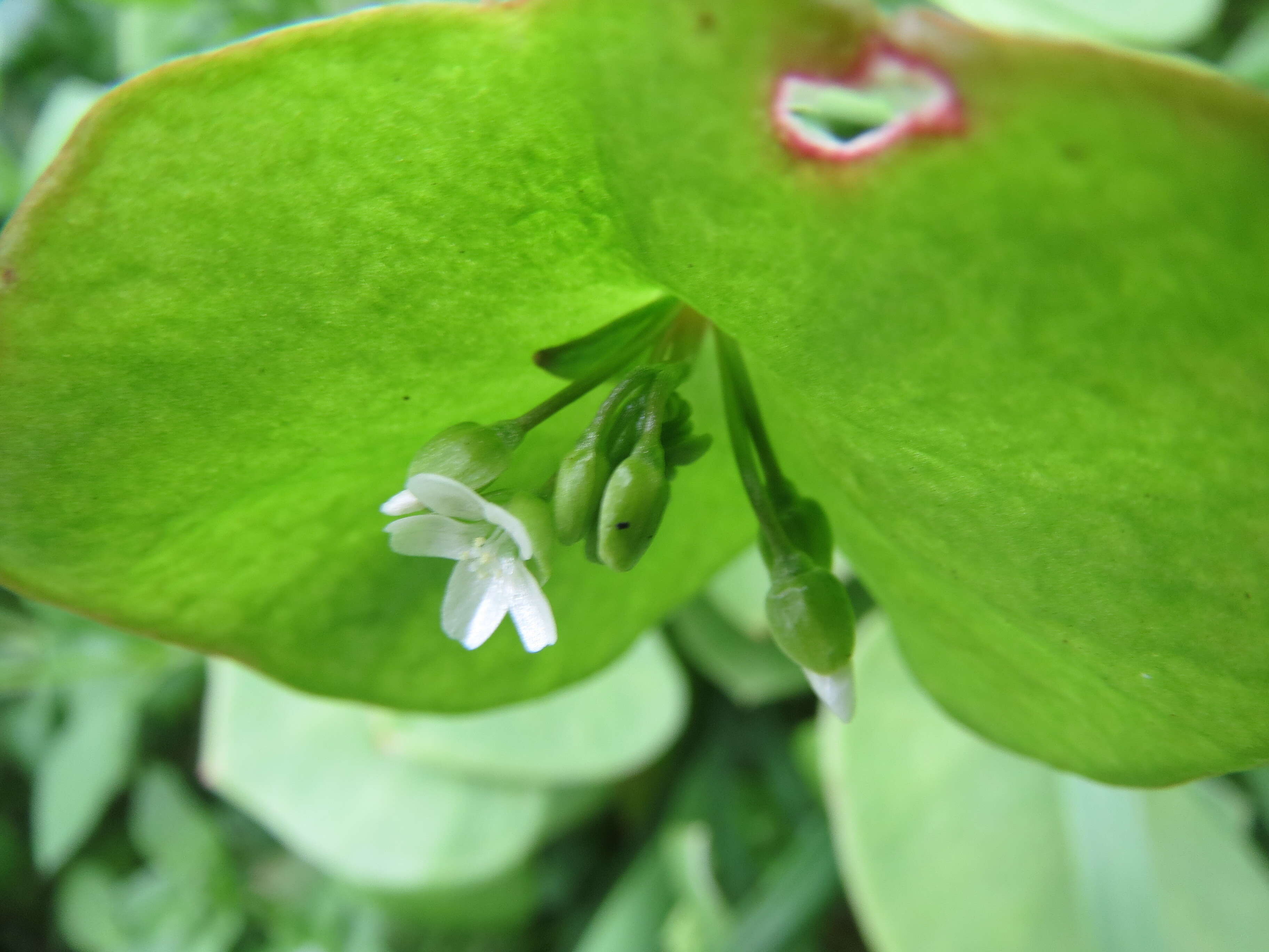 Image of Indian lettuce