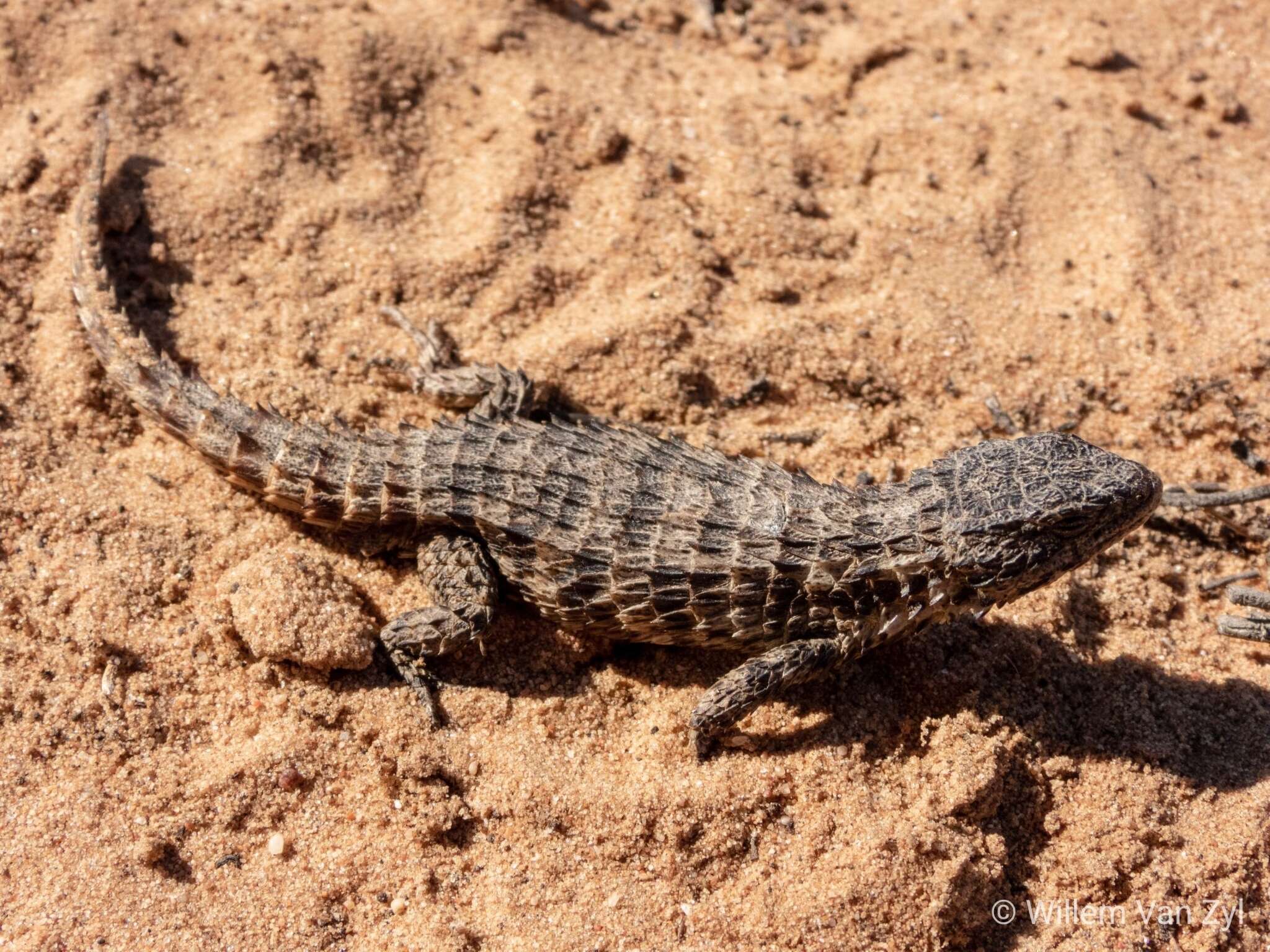Image of Large-scaled Girdled Lizard