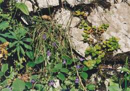 Image of Campanula arvatica Lag.