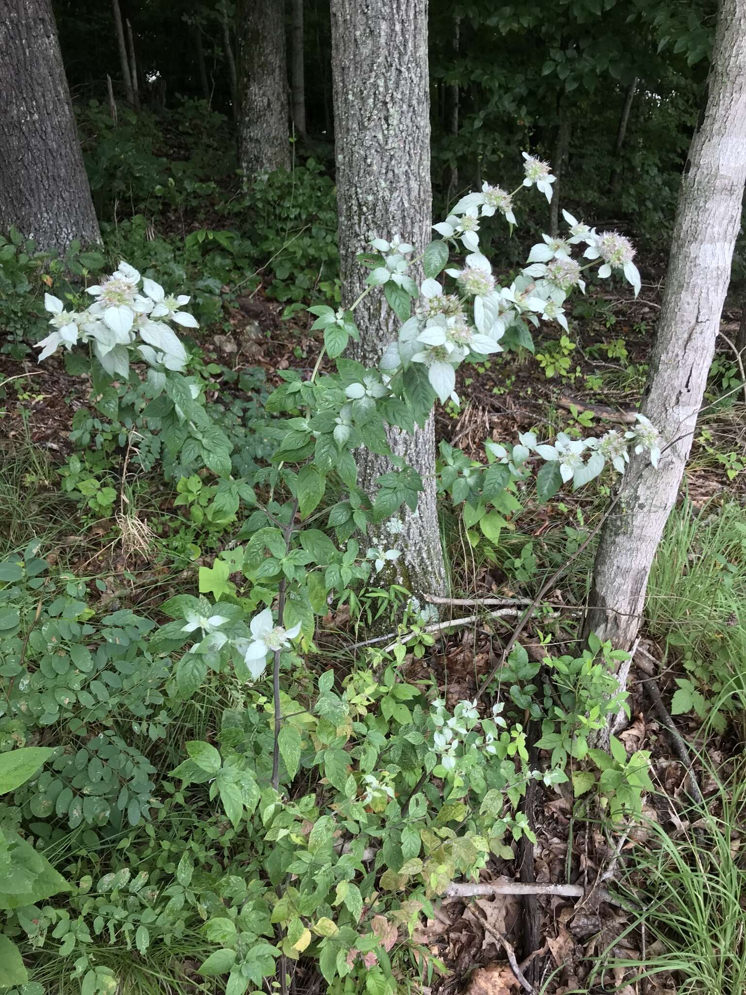 Image de Pycnanthemum loomisii Nutt.