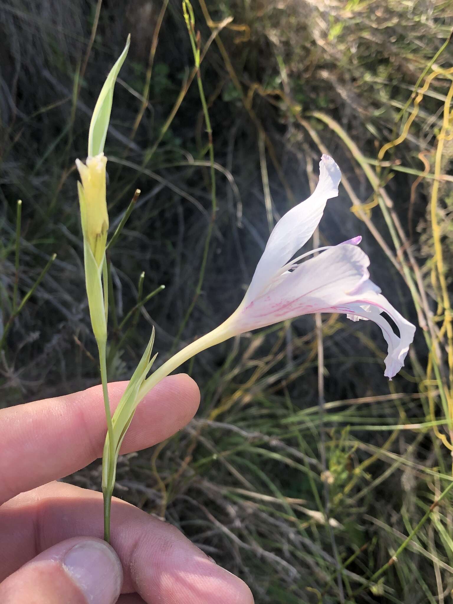 Слика од Gladiolus roseovenosus Goldblatt & J. C. Manning