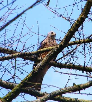 Image of Red Kite