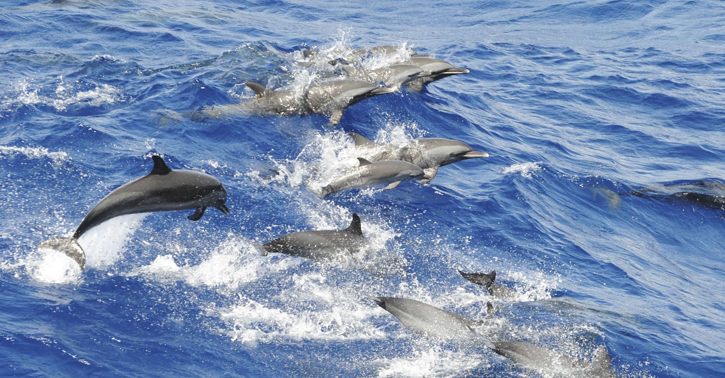 Image of Bridled Dolphin