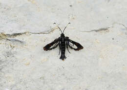 Image of Virginia Creeper Clearwing