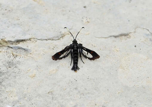 Image of Virginia Creeper Clearwing