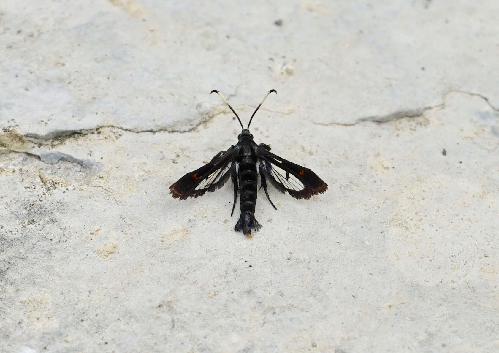 Image of Virginia Creeper Clearwing