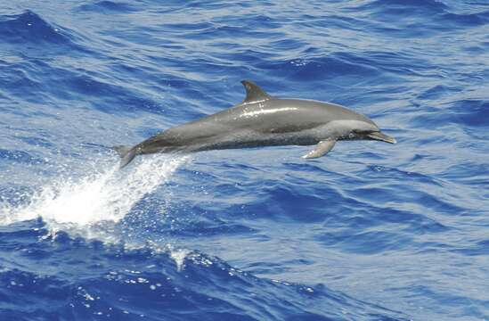 Image of Bridled Dolphin