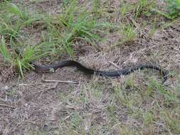 Image of Indigo Snake