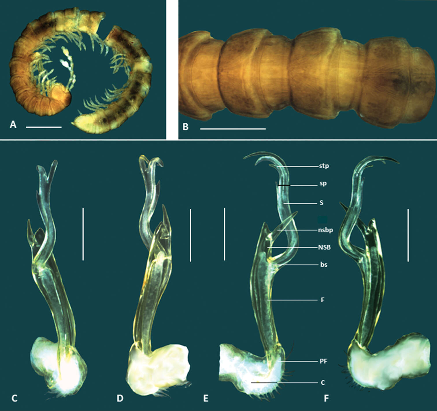 Image of Boreohesperus