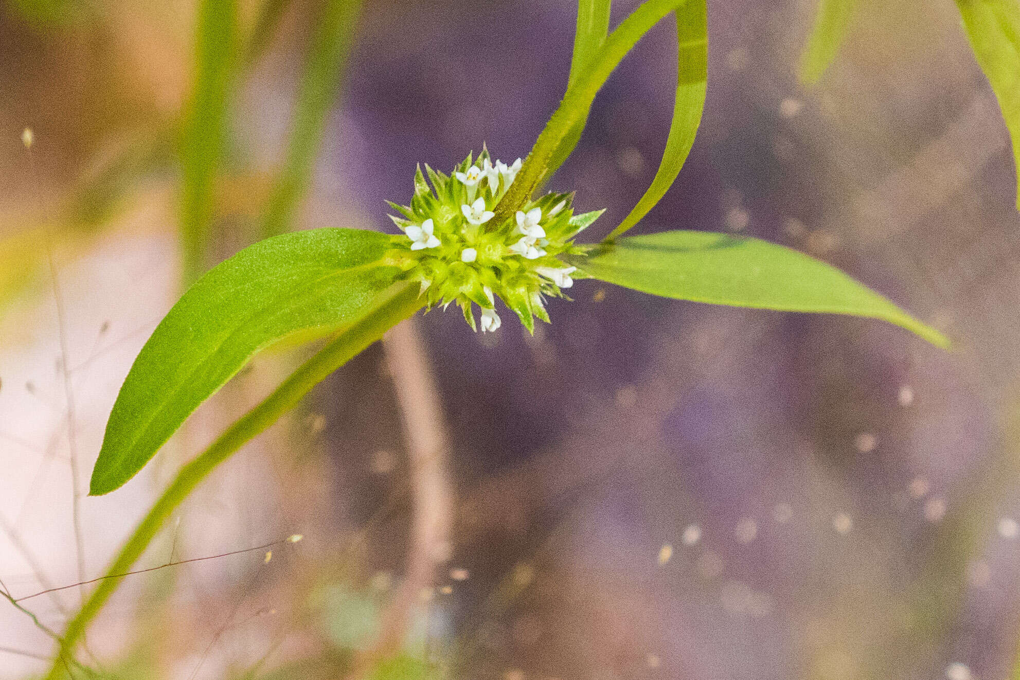 Image de Mitracarpus breviflorus A. Gray