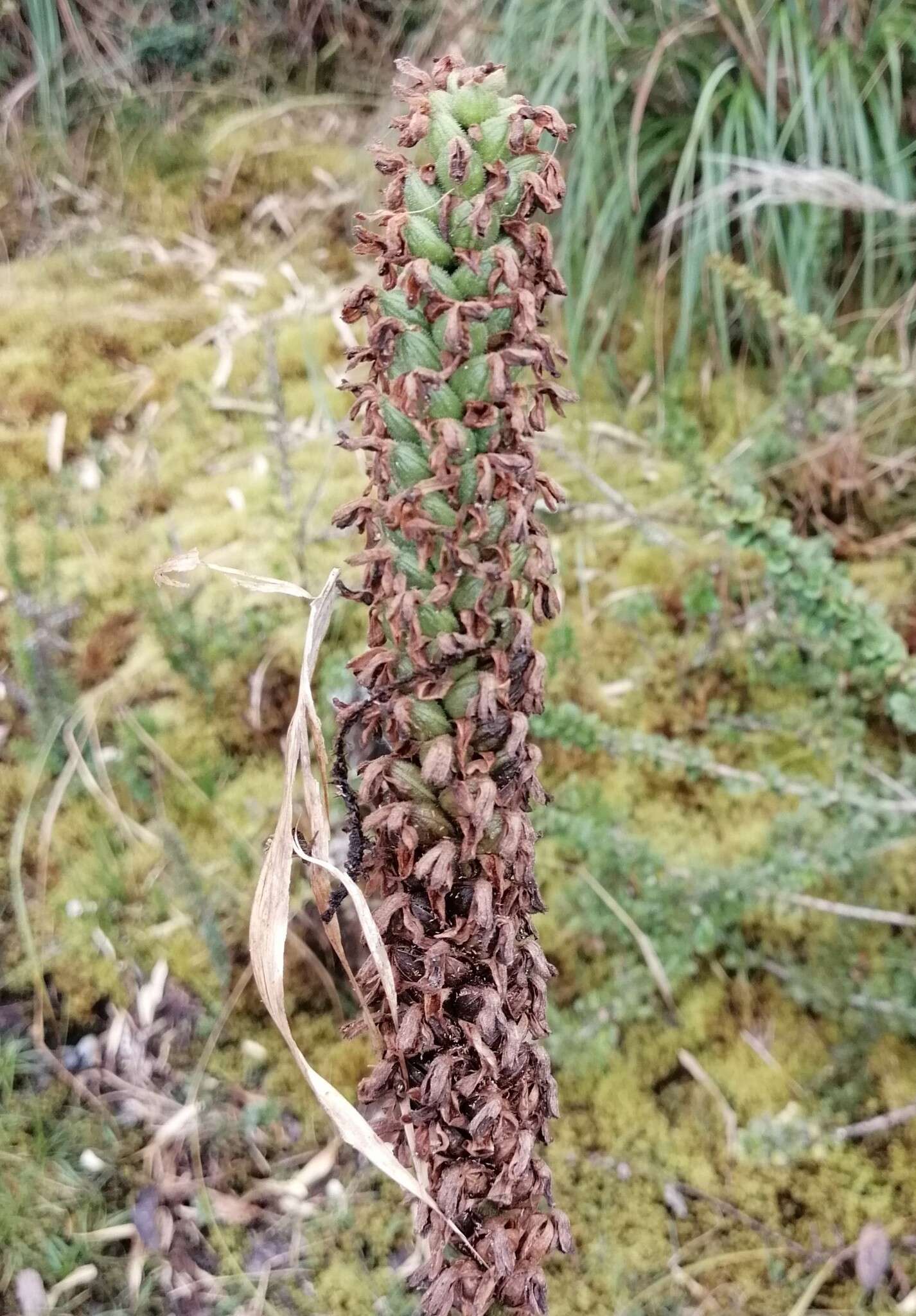 Image of Gomphichis plantaginifolia C. Schweinf.