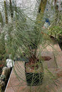 Image of Cycad