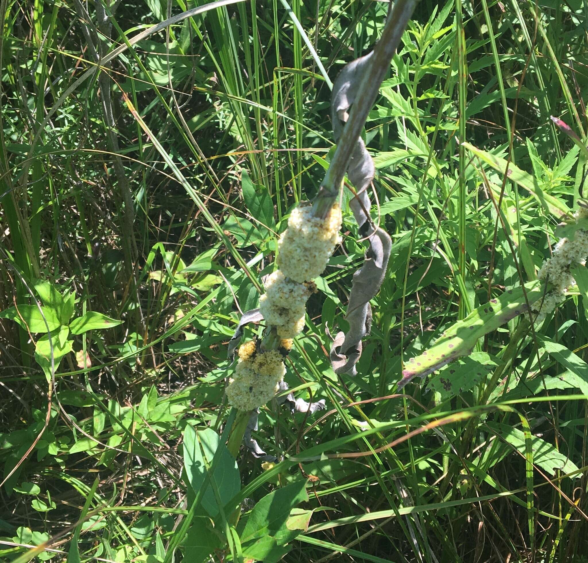 Image of rope dodder