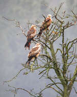 Image of Red Kite