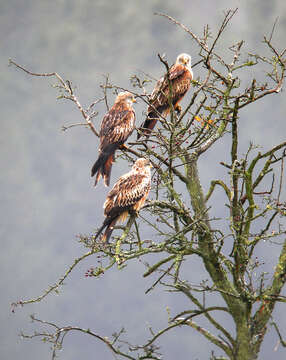 Image of Red Kite