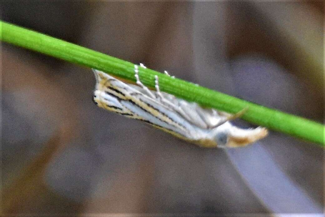 Image of Crambus multilinellus Fernald 1887