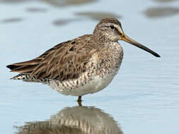 Image of Short-billed Dowitcher