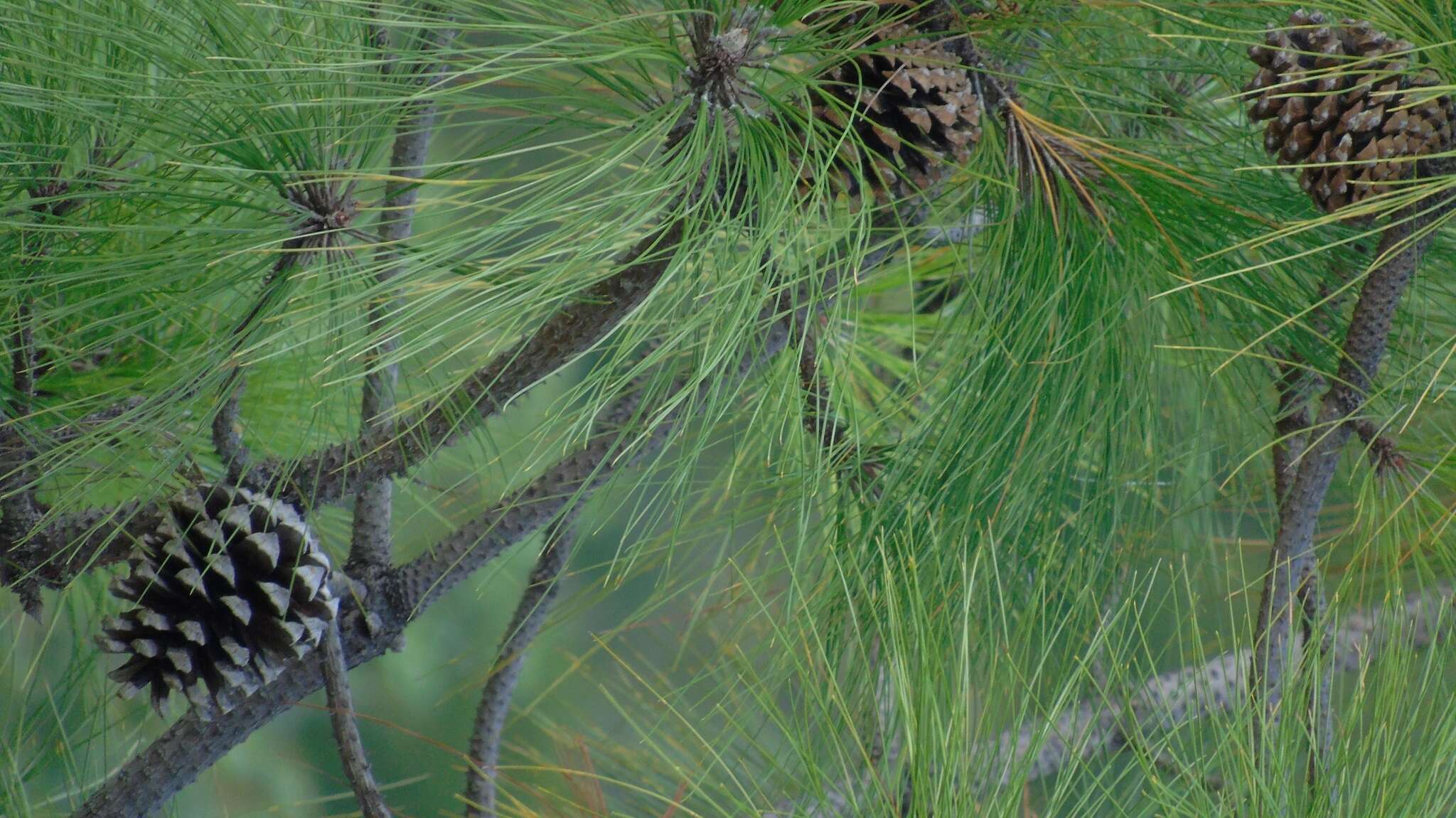 Pinus leiophylla Schiede ex Schltdl. & Cham. resmi