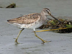 Image of Short-billed Dowitcher