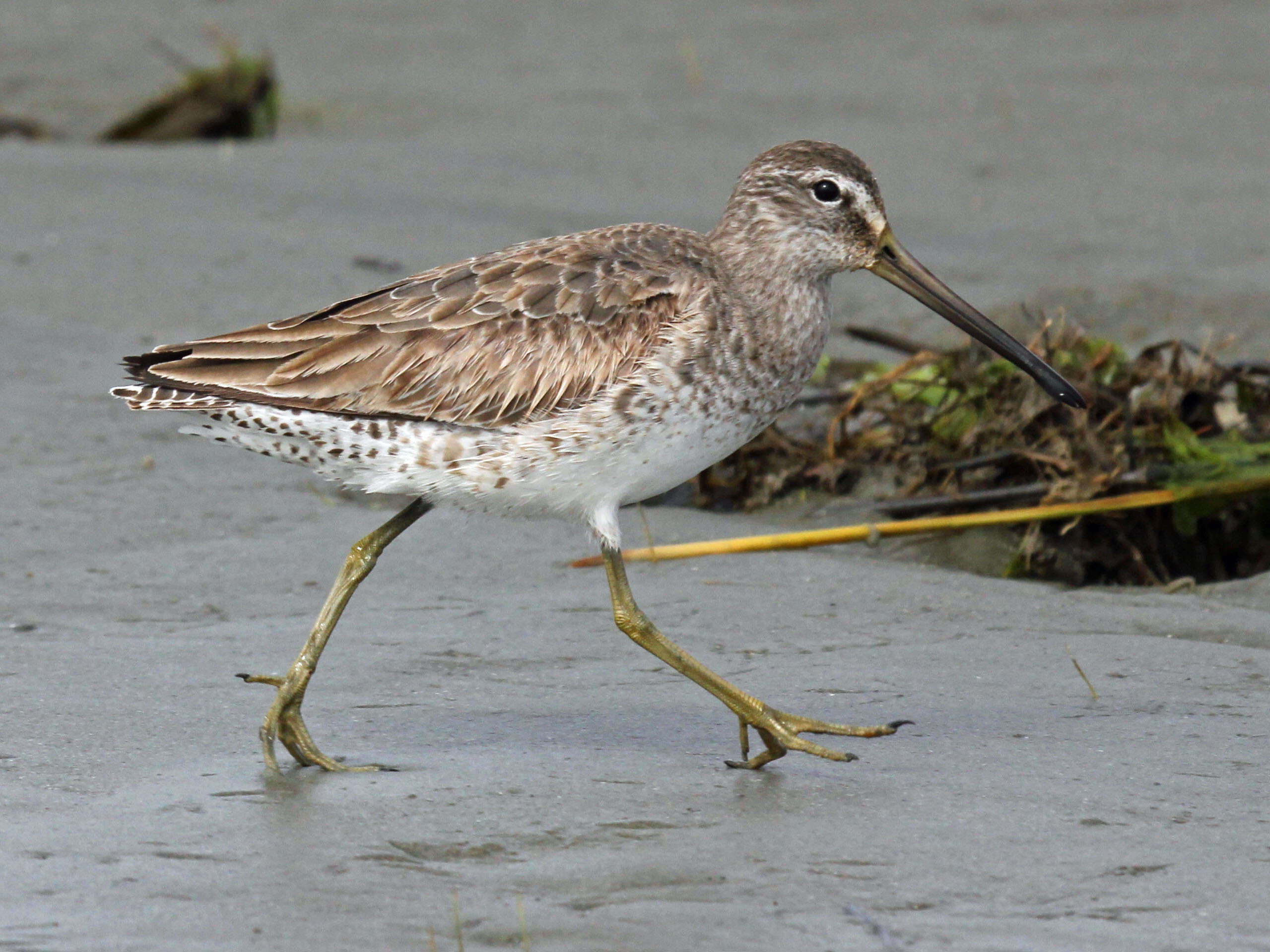 Image of Short-billed Dowitcher