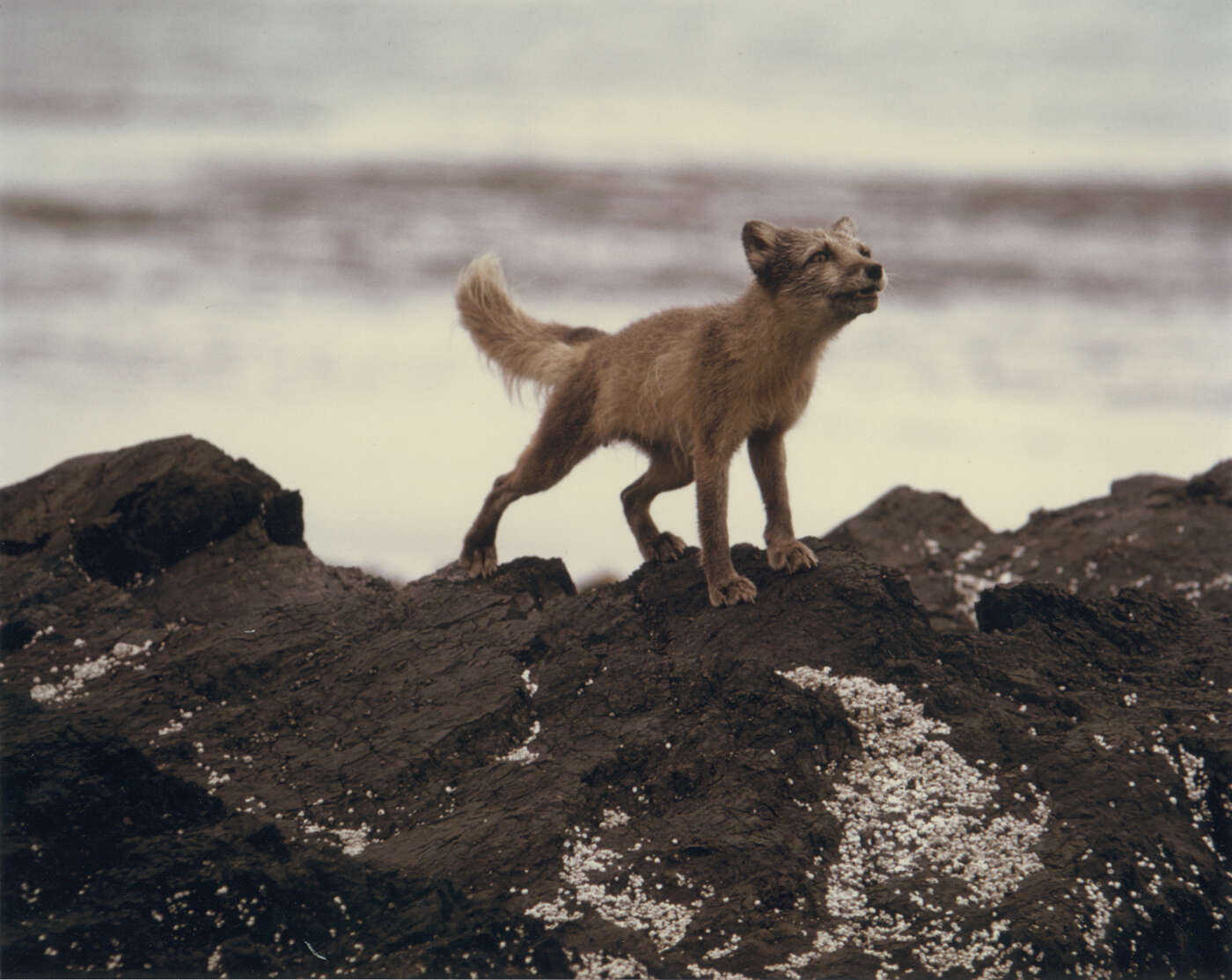 Image of Arctic Fox