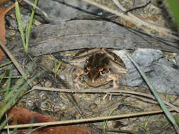 Litoria freycineti Tschudi 1838的圖片