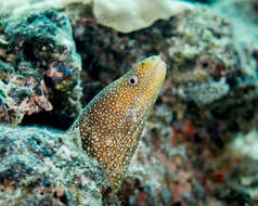 Image of Turkey moray