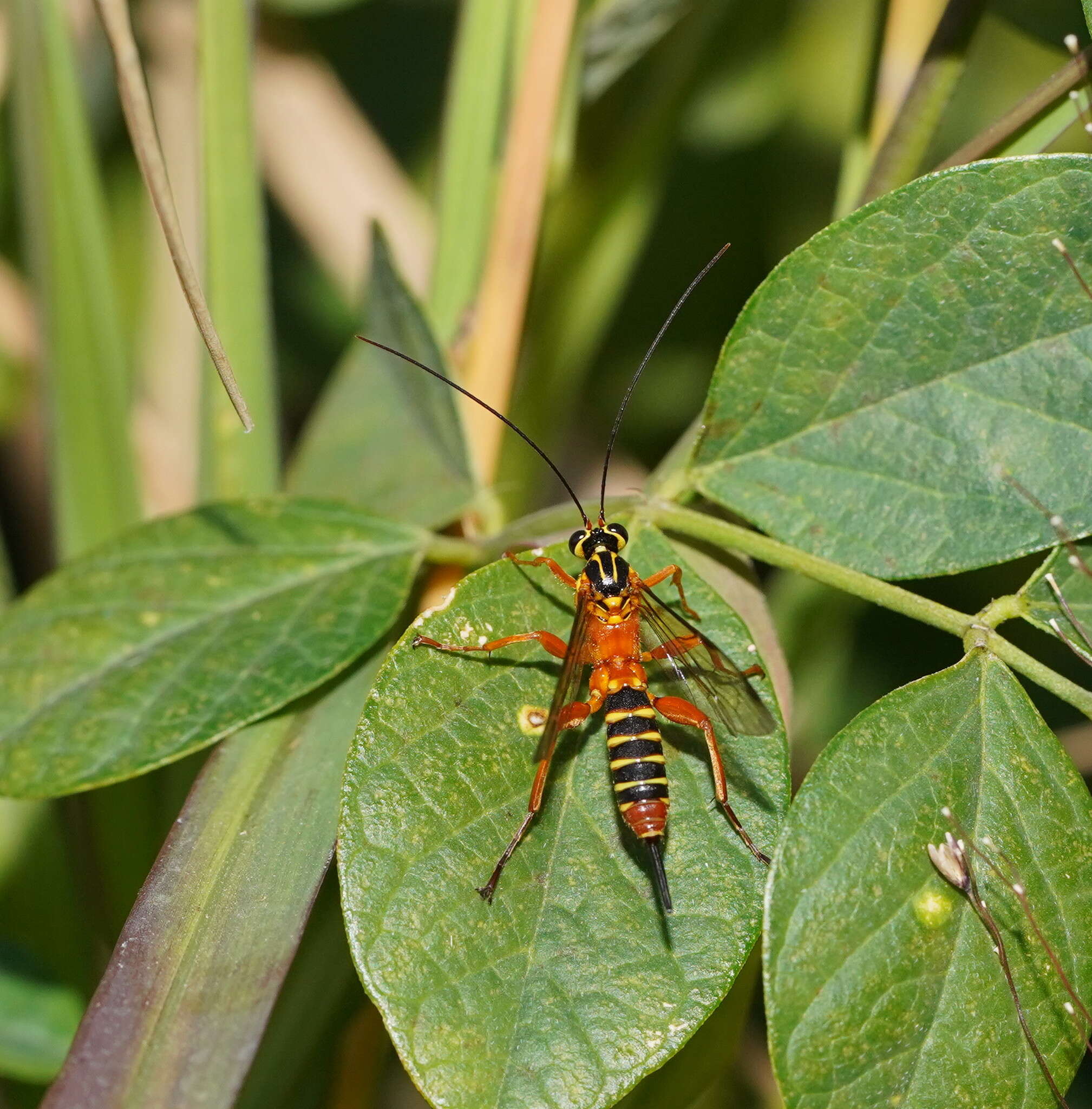 Image of Echthromorpha agrestoria (Swederus 1787)