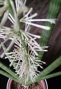 Image of African bowstring hemp