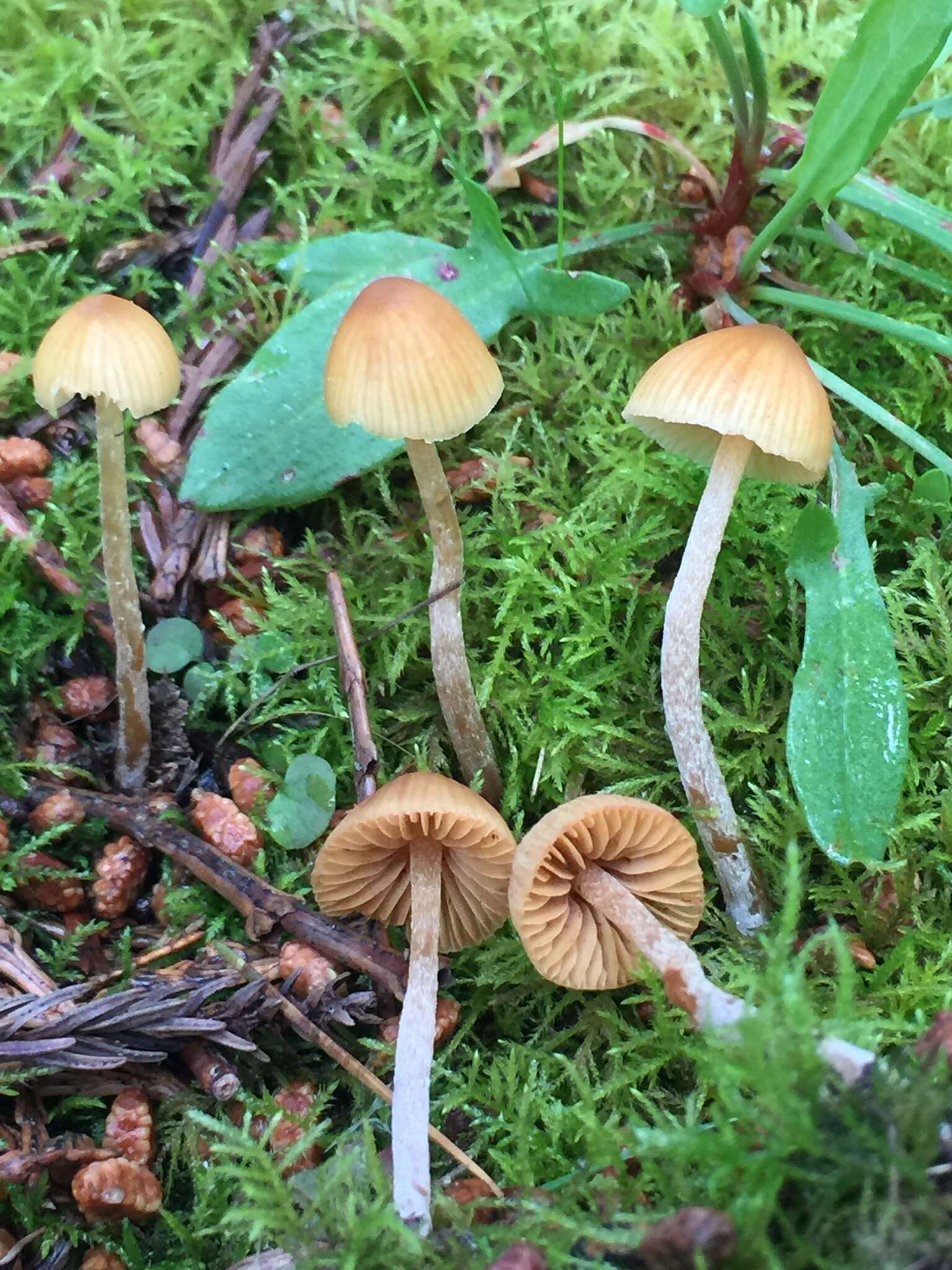 Image of Galerina semilanceata (Peck) A. H. Sm. & Singer 1964