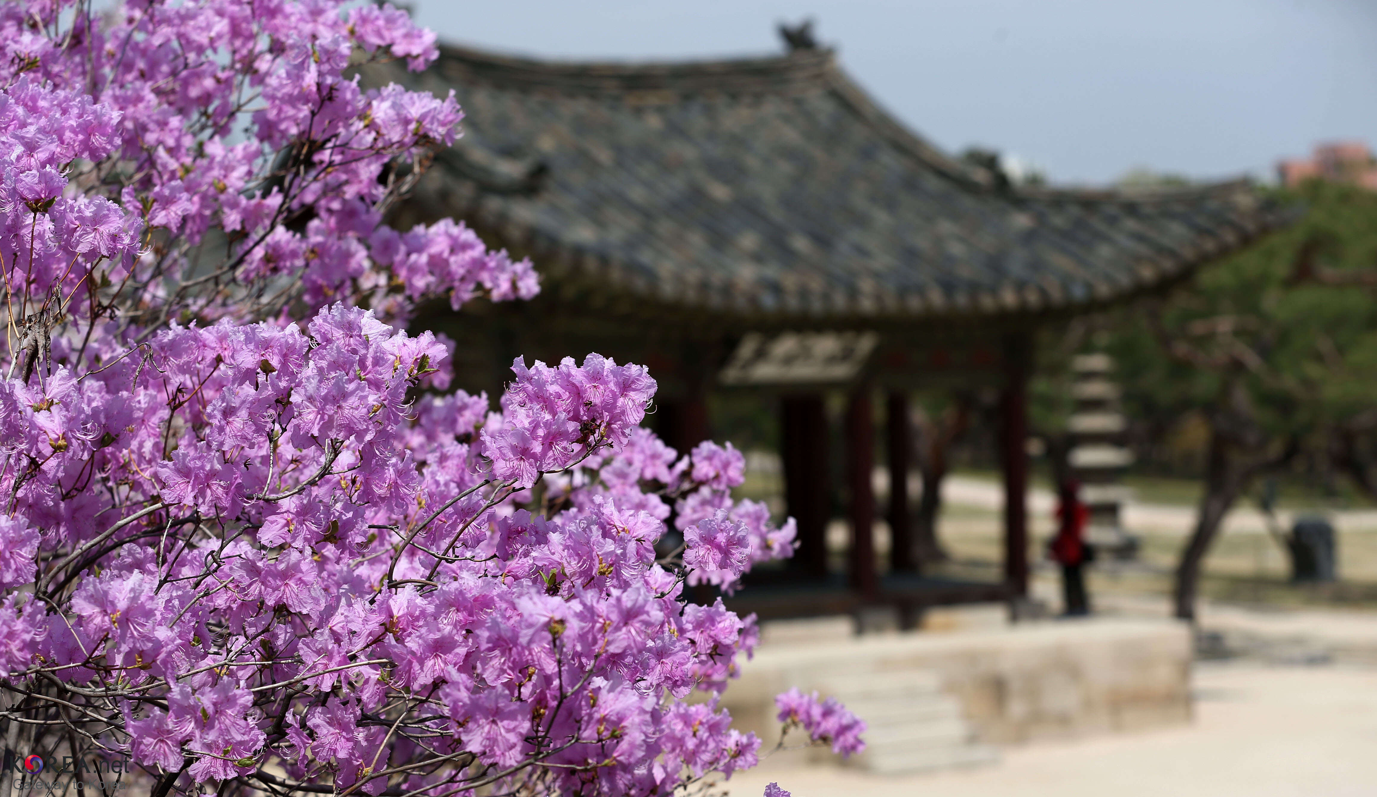 صورة Rhododendron mucronulatum Turcz.