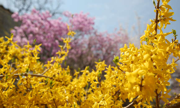 Image of Korean goldenbell tree