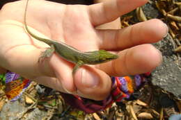 Image of Cuban green anole