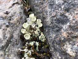 Imagem de Cladonia borealis S. Stenroos