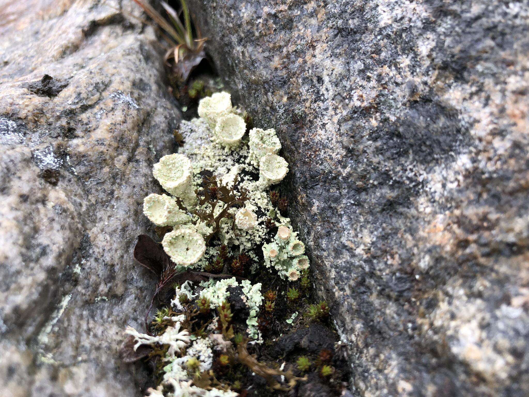 Image of boreal cup lichen