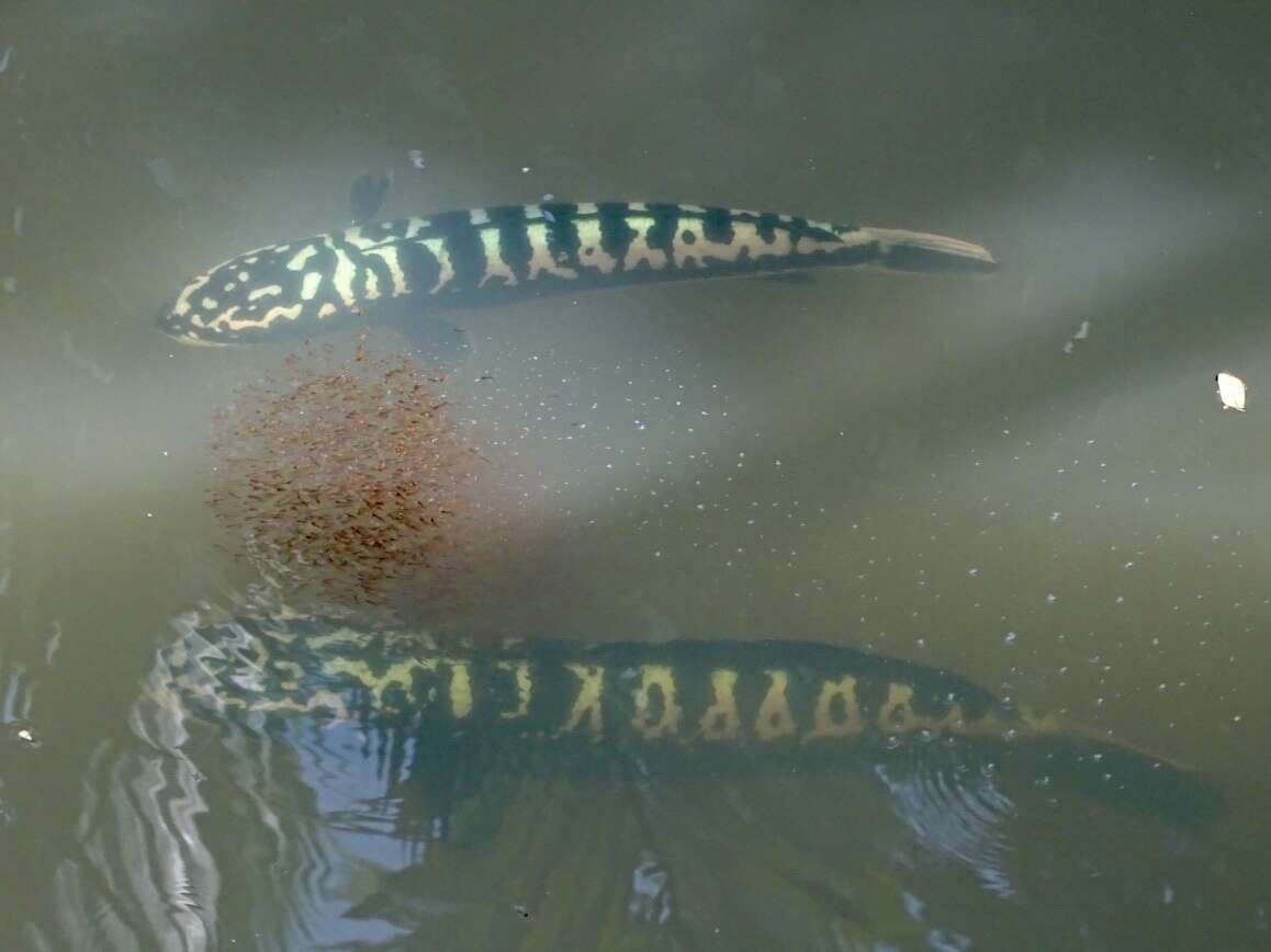 Image of Giant Snakehead