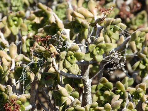 Image of Aeonium lindleyi subsp. lindleyi