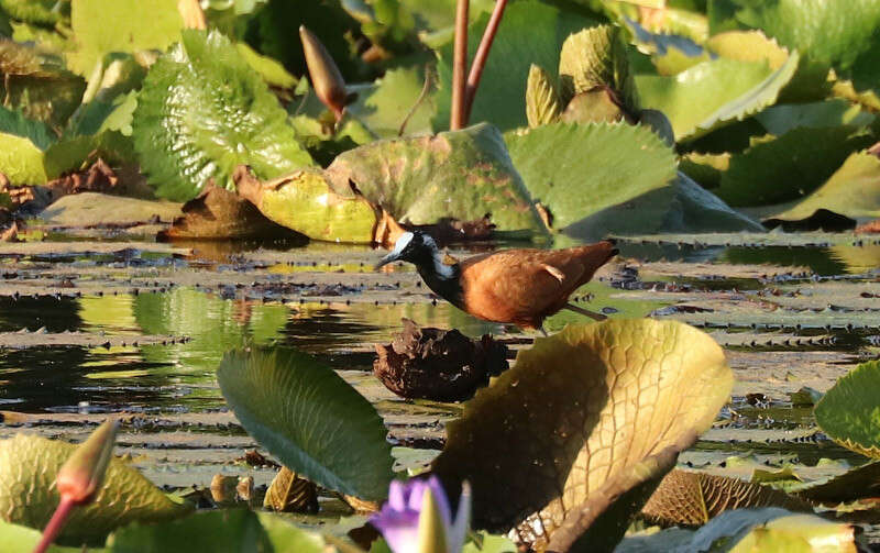 Image of Madagascan Jacana