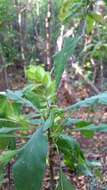 Image of Crossandra longispica Benoist