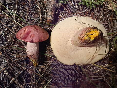 Image of Harrya chromipes (Frost) Halling, Nuhn, Osmundson & Manfr. Binder 2012