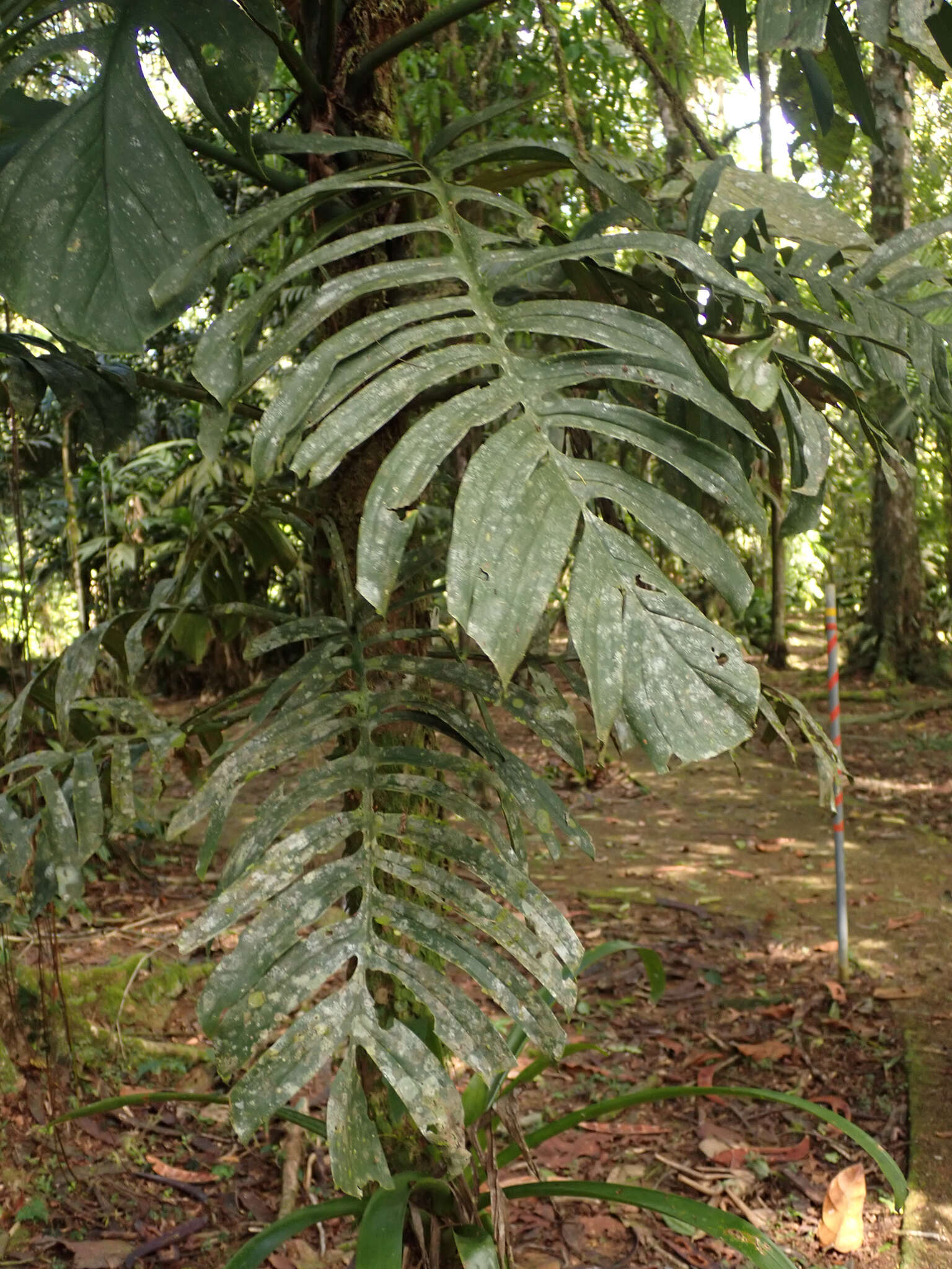 Image of Monstera tenuis K. Koch