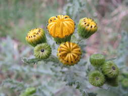 Image of eastern groundsel