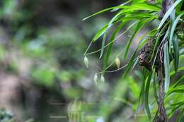 Image de Prosthechea squalida (Lex.) Soto Arenas & Salazar