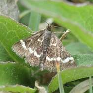 Image of Pyrausta nigrata Scopoli