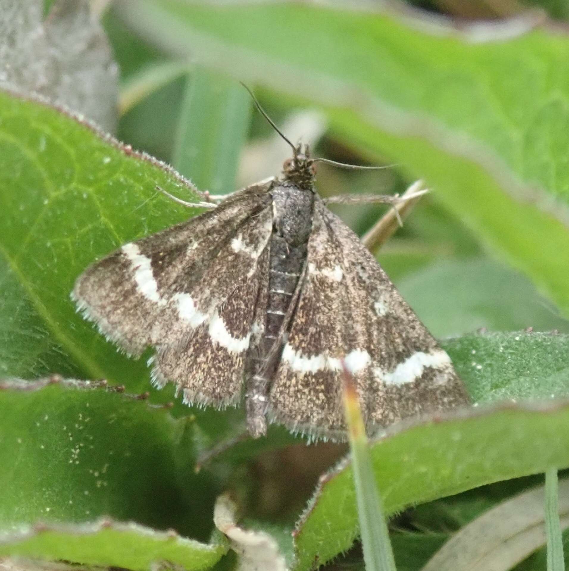 Image of Pyrausta nigrata Scopoli