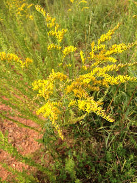 Image of Small's goldenrod