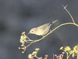 Image of Common Chiffchaff